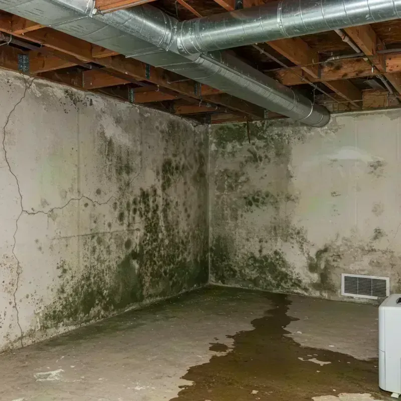 Professional Mold Removal in Cahokia, IL